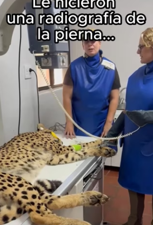 O0802002 Animales también merecen felicidad (Parte 2)