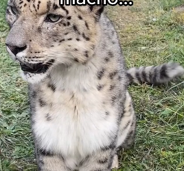 O0802008 Animales quieren vivir (Parte 2)