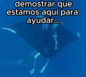 O0802007 Animales forman los lazos más fuertes (Parte 2)