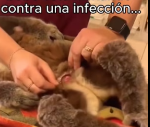 O0802011 Animales tambien importan (Parte 2)