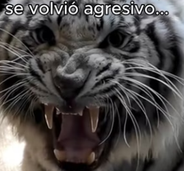 O0802010 Animales merecen algo mejor (Parte 2)