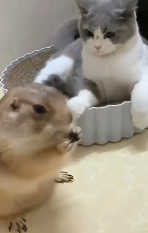 L0502004 groundhog jumped onto man car (Part 2)