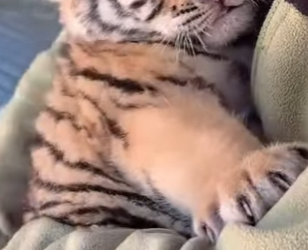 L0502001 She is only dog in world is so bold (Part 2)