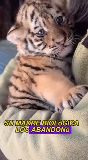 L0502001 She is only dog in world is so bold (Part 2)