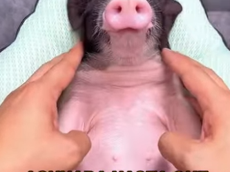 L0502002 good Samaritan found horse trapped in fence (Part 2)