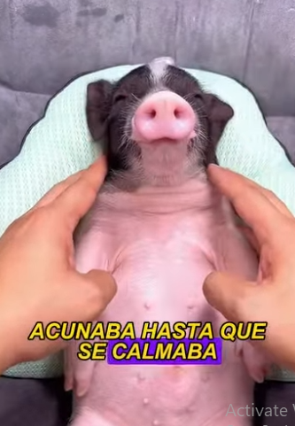 L0502002 good Samaritan found horse trapped in fence (Part 2)