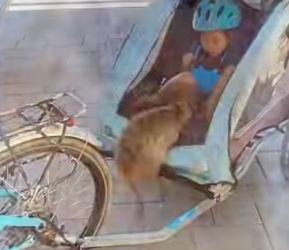 L0502003 couple came across thirsty quokka (Part 2)