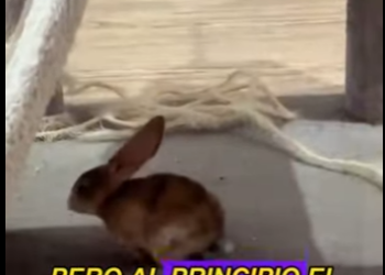 L0502005 Mother rabbit gave birth to rabbit looked different (Part 2)