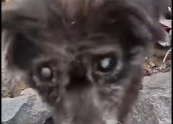 M0802009 Viejo, cojo enfermo así me abandonaron, olvidado solo (Parte 2)