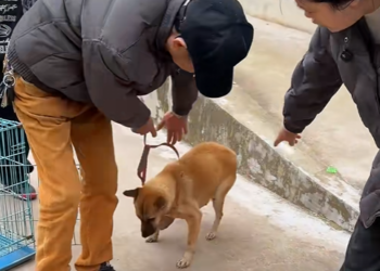 Vi un perro herido en la carretera (Parte 2)