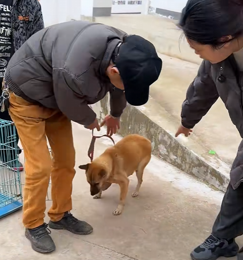 Vi un perro herido en la carretera (Parte 2)