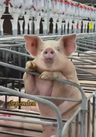 A1803006 ¿Cómo se puede saber si una cerda está en celo (Part 2)