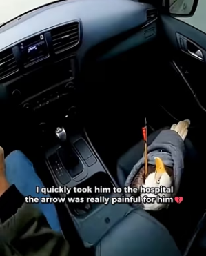 P1603009 Rescye an eagle (Part 2)