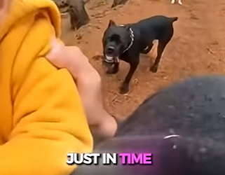 V1803007 🐶💔 Murió Protegiendo a un Niño… Lo Que Hizo Su Cachorro Después Impactó a Todos 🐺😱 (Parte 2)