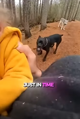 V1803007 🐶💔 Murió Protegiendo a un Niño… Lo Que Hizo Su Cachorro Después Impactó a Todos 🐺😱 (Parte 2)