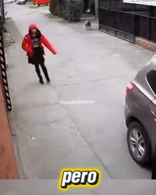 V1803011 Perro protege a una niña de un posible secuestro (Parte 2)