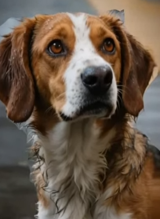 V1803003 Está historia te hará llorar 💔 (Parte 2)