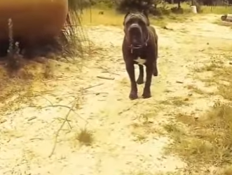 V1803010 Se encontró con un temible perro Cané Corso (Parte 2)