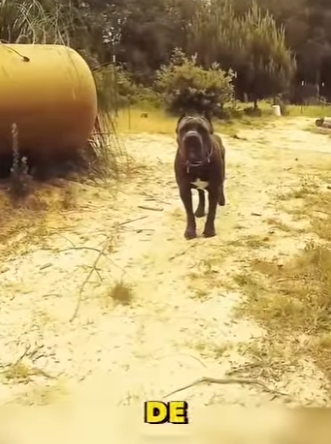 V1803010 Se encontró con un temible perro Cané Corso (Parte 2)