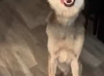 V1803012 Ayudo a un lobo que solo quería amor🐺 (Parte 2)