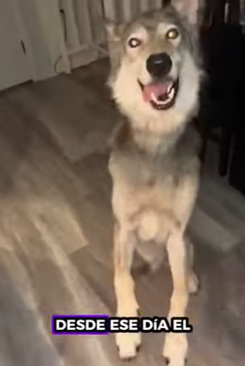 V1803012 Ayudo a un lobo que solo quería amor🐺 (Parte 2)