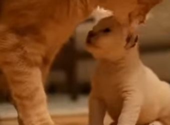 V1803002 🦁🐱 Inseparables el león y el gato que rompieron (Parte 2)