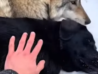 V1803004 Pensé que el lobo estaba matando a mi perro… Pero lo que hizo me dejó en shock 😭❤️ (Parte 2)