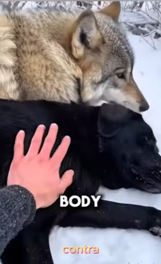 V1803004 Pensé que el lobo estaba matando a mi perro… Pero lo que hizo me dejó en shock 😭❤️ (Parte 2)