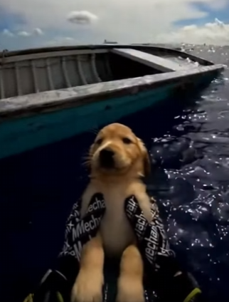 P1803003 There are thousands more waiting for a home. Will you be the one? (Part 2)