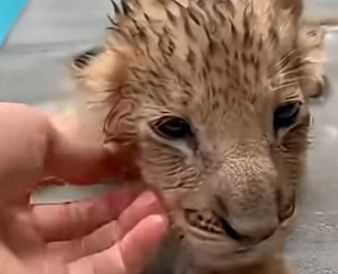 P1803001 Saved Baby lion (Part 2)
