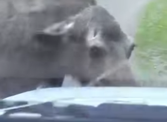 A1803001 Why would a female moose stand in the middle of the road and block traffic (Part 2)