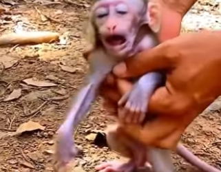P1803011 Baby monkey rejected by mother rescued (Part 2)