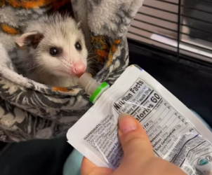 D1603007 The careless mother opossum left one baby behind and then… (Part 2)