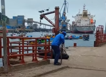 A1803011 The sea lion was eventually scared away by the stray dog (Part 2)