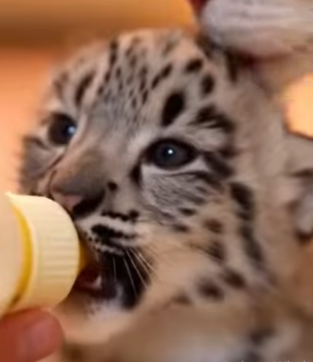 F1803008 😭🐾❤️A mother’s love doesn’t end with (Part 2)