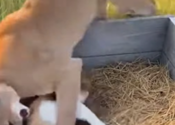 F1803005 💔➡️❤️This Border Collie risked everything to save a cat mom from a cougar. (Part 2)