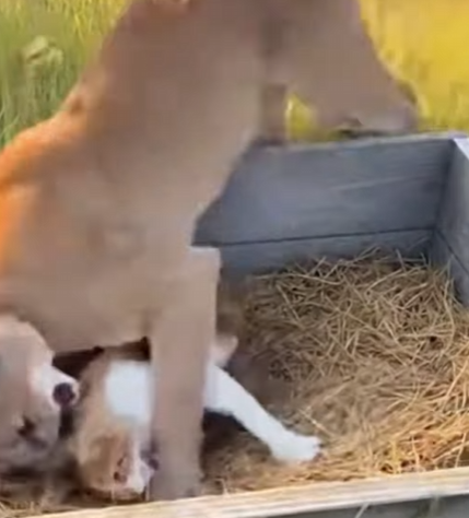 F1803005 💔➡️❤️This Border Collie risked everything to save a cat mom from a cougar. (Part 2)