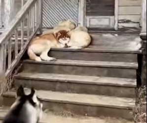 F1803001 A leopard stole the kitten from a helpless tied cat, but the huskies rescued it. (Part 2)