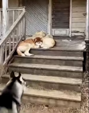 F1803001 A leopard stole the kitten from a helpless tied cat, but the huskies rescued it. (Part 2)