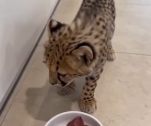 F1803002 The leopard mother gave me her baby. Their bond was deep (Part 2)