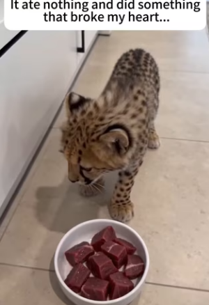 F1803002 The leopard mother gave me her baby. Their bond was deep (Part 2)