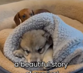 F1803012 Wolf Raised By A Dachshund Then His Real Mother Returned (Part 2)