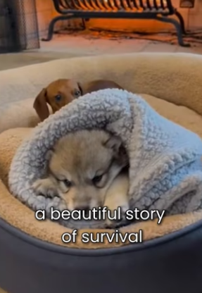 F1803012 Wolf Raised By A Dachshund Then His Real Mother Returned (Part 2)