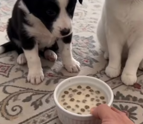F1803011 My cat found a baby Border Collie in the trash (Part 2)