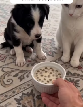 F1803011 My cat found a baby Border Collie in the trash (Part 2)