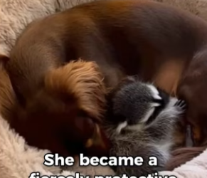F1803009 My Dachshund Saved A Baby Racoon (Part 2)