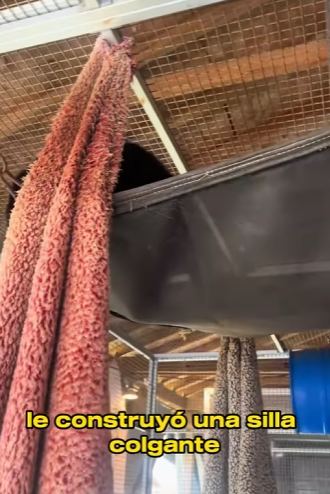 A1803009 Chased by a Crocodile, This Monkey Found the Unlikeliest Family (Part 2)