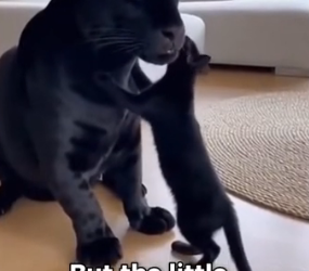 F1803007 My Cat Adopted A Black Jagua (Part 2)