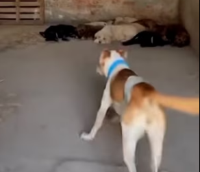 F1803004 Dogs Rescue a Stolen Kitten and Bring It Back to Its Mother (Part 2)