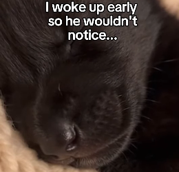 F1403001 The moment my cat adopted a wild wolf changed everything (Part 2)